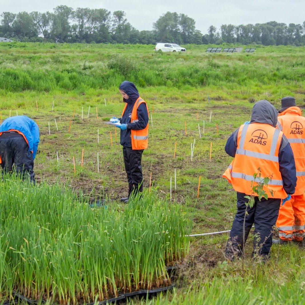 2024-acas-typhaplanting-enginefarm-greatfen-c-hollywilkinson-004
