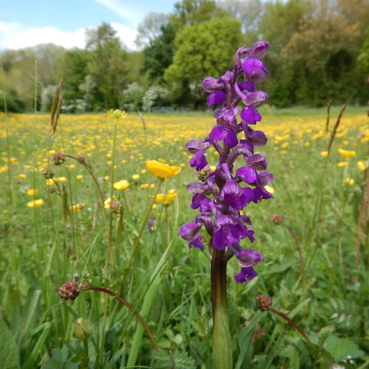 houghton-meadows-c-jenny-mackay